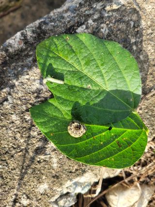 박주희님의 콩 · 병해충상담 작성글 사진