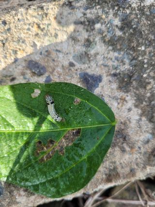 박주희님의 콩 · 병해충상담 작성글 사진