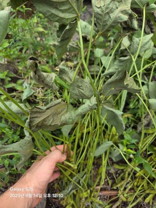 오재훈님의 콩 · 병해충상담 작성글 사진