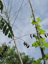 팜모닝 기타작물·병해충상담 게시글 이미지