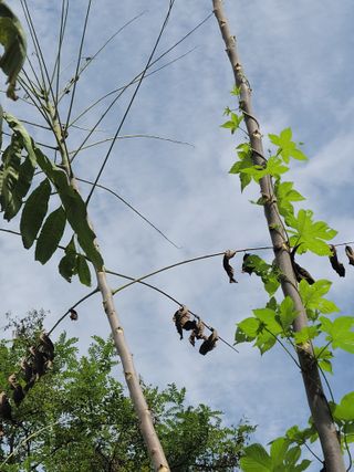 한수열님의 기타작물 · 병해충상담 작성글 사진