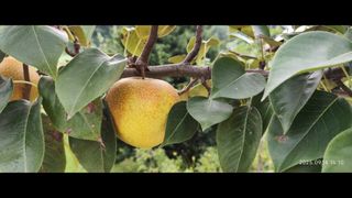 비지땀님의 배 · 병해충상담 작성글 사진