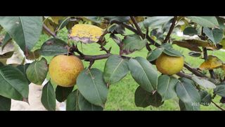 비지땀님의 배 · 병해충상담 작성글 사진