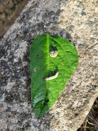 박주희님의 콩 · 병해충상담 작성글 사진