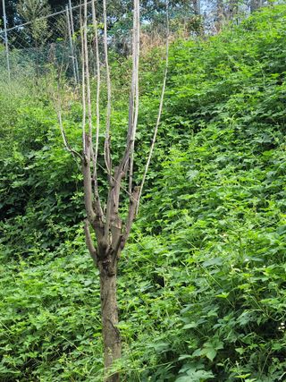 한수열님의 기타작물 · 병해충상담 작성글 사진