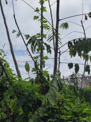 한수열님의 기타작물 · 병해충상담 작성글 사진
