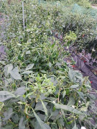 이조웅님의 고추 · 병해충상담 작성글 사진