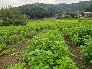 藝園님의 들깨 · 병해충상담 작성글 사진