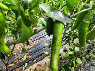 꿀복이농장님의 고추 · 병해충상담 작성글 사진