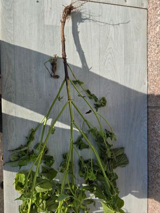 藝園님의 들깨 · 병해충상담 작성글 사진