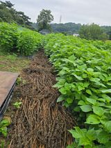 팜모닝 들깨·병해충상담 게시글 이미지