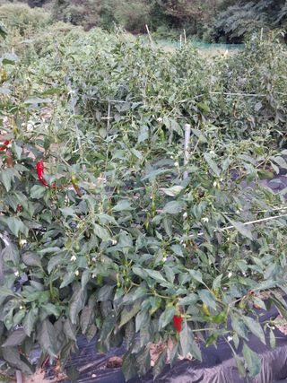 이조웅님의 고추 · 병해충상담 작성글 사진