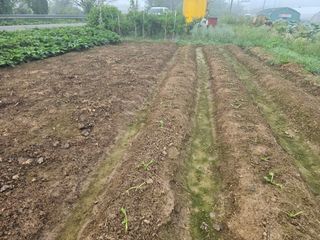 오세원님의 배추 · 병해충상담 작성글 사진