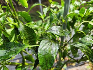 꿀복이농장님의 고추 · 병해충상담 작성글 사진