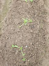 팜모닝 배추·병해충상담 게시글 이미지