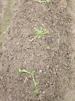 오세원님의 배추 · 병해충상담 작성글 사진