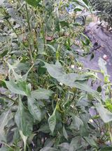 팜모닝 고추·병해충상담 게시글 이미지