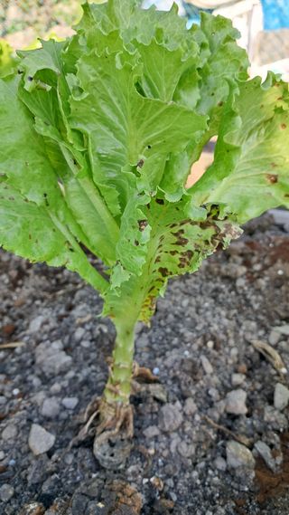 거제1955님의 상추 · 병해충상담 작성글 사진