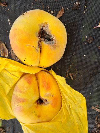 서상기 은퇴농장님의 복숭아 · 병해충상담 작성글 사진