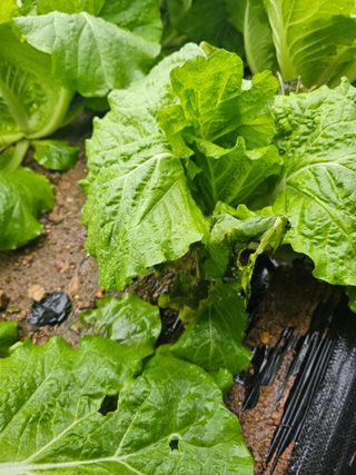 알 수 없음님의 배추 · 병해충상담 작성글 사진