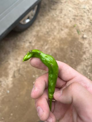 이종인님의 고추 · 병해충상담 작성글 사진