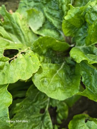 청계닭님의 배추 · 병해충상담 작성글 사진