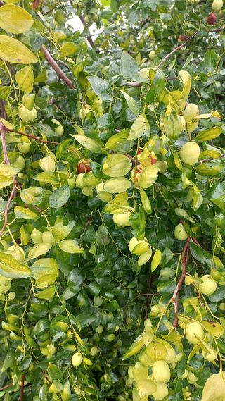 예산가자왕님의 기타작물 · 병해충상담 작성글 사진