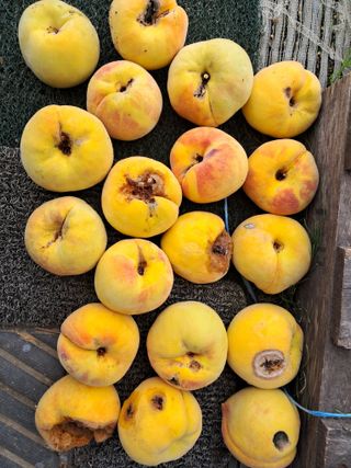 서상기 은퇴농장님의 복숭아 · 병해충상담 작성글 사진