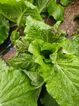 팜모닝 배추·병해충상담 게시글 이미지