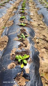 팜모닝 배추·병해충상담 게시글 이미지