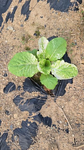 서재훈님의 배추 · 병해충상담 작성글 사진