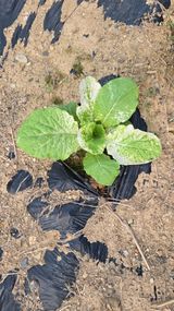 팜모닝 배추·병해충상담 게시글 이미지