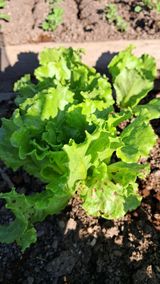 팜모닝 상추·병해충상담 게시글 이미지