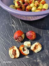 팜모닝 기타작물·병해충상담 게시글 이미지