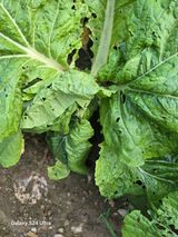 팜모닝 배추·병해충상담 게시글 이미지