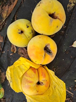 서상기 은퇴농장님의 복숭아 · 병해충상담 작성글 사진