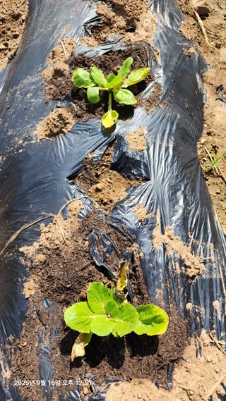 약목골님의 배추 · 병해충상담 작성글 사진