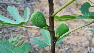 아침농원님의 기타작물 · 병해충상담 작성글 사진