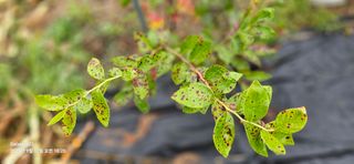 박성춘님의 블루베리 · 병해충상담 작성글 사진