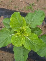 팜모닝 배추·병해충상담 게시글 이미지