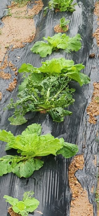 정세국님의 배추 · 병해충상담 작성글 사진