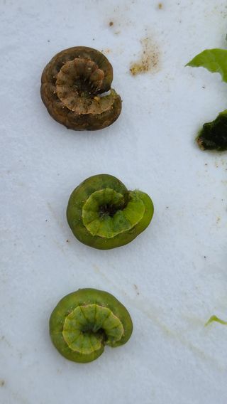 산그림자님의 배추 · 병해충상담 작성글 사진