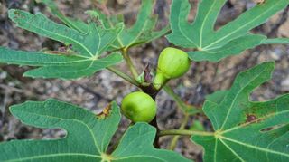 아침농원님의 기타작물 · 병해충상담 작성글 사진