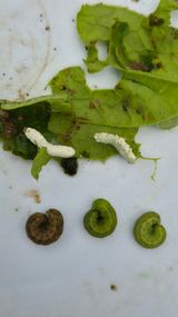 팜모닝 배추·병해충상담 게시글 이미지