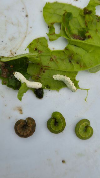 산그림자님의 배추 · 병해충상담 작성글 사진