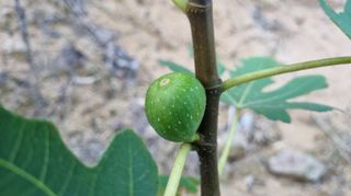 아침농원님의 기타작물 · 병해충상담 작성글 사진