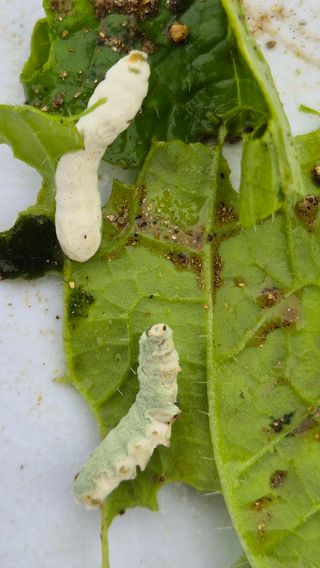 산그림자님의 배추 · 병해충상담 작성글 사진