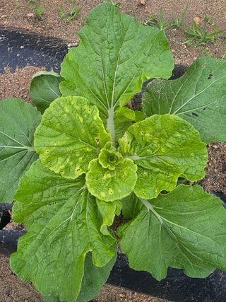 엘리시아님의 배추 · 병해충상담 작성글 사진