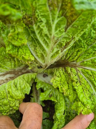 조정숙(1955)님의 배추 · 병해충상담 작성글 사진