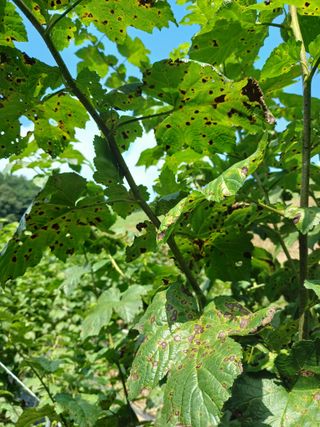 호수가님의 딸기 · 병해충상담 작성글 사진